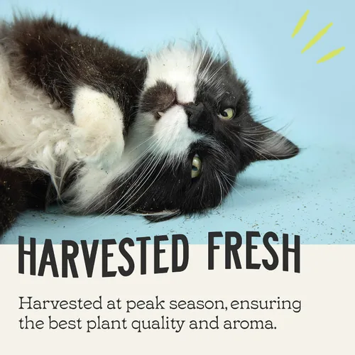 Vista 5 de Catnip, hierba gatera totalmente natural prémium (8 oz de corte fino)
