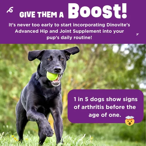 Vista 4 de Dinovite BeneBoost - Cubrealimentos para cadera y articulaciones para perros, sabor a tocino, 6 onzas Glucosamine, Chondroitin, MSM & Hyaluronic