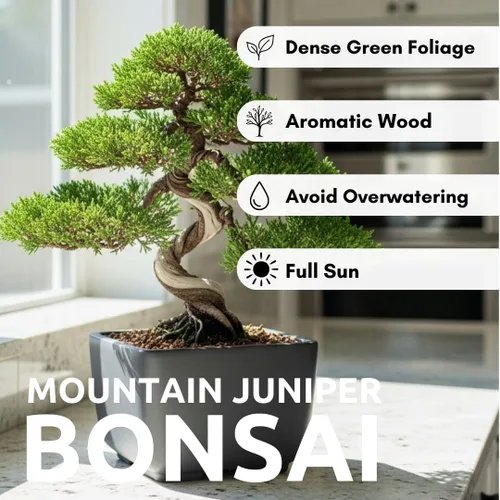 Vista 6 de 30 semillas de árbol bonsái de enebro de montaña para cultivar - Los enebros muy apreciados son los bonsáis más valiosos para los coleccionistas