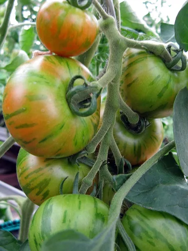 Vista 3 de Tigerella Beefsteak Tomate Gigante Determinado Vegetal No GMO para Plantar (50 Semillas)