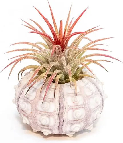 Vista 2 de Air Plant Shop Paquete de 3 erizos Sputnik con plantas de aire surtidas, al por mayor y a granel, suculentas, Tillandsia viva, plantas