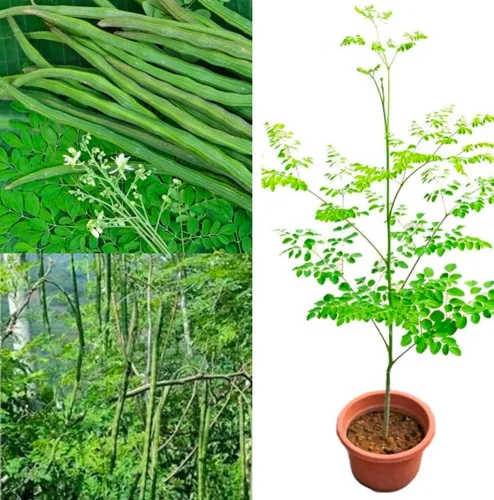 Vista 3 de 100 Semillas de Moringa Aproximadamente Semillas de Moringa para Plantar Comestibles, Excelente Germinación Grado Premium PKM1 Semillas