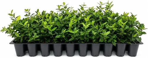 Vista 2 de Asiatic Jasmine Minima - 60 plantas vivas - Cubierta de suelo asiática totalmente arraigada con tierra