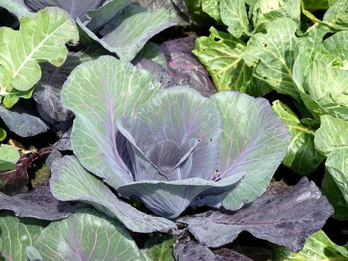 Vista 2 de Paquete variado de semillas de repollo para plantar, 4 variedades tradicionales: Bok Choy (Pac Choi), mercado de Copenhague, acre dorado y acre