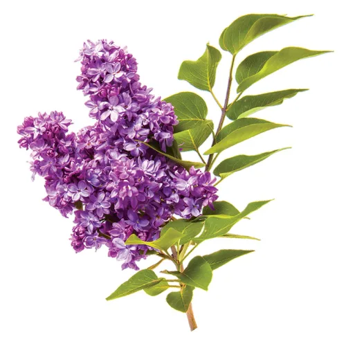 Vista 7 de CHI VolumeCare Acondicionador Voluminizador, Aumenta el Volumen en Cabello Fino, Delgado o Plano, Fórmula Hidratante, Sin Sulfatos, Sin Parabenos