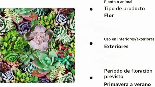 Vista 7 de Suculentas Mezcla De Planta Rara Exótica Cactus Flor Suculentas 200 Semillas