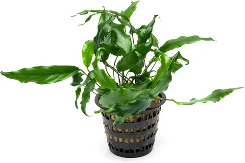 Vista 56 de SubstrateSource Plantas vivas – Anubias Hastifolia (Anubias hastifolia) – Luz baja a moderada, hojas en forma de flecha de color verde medio a