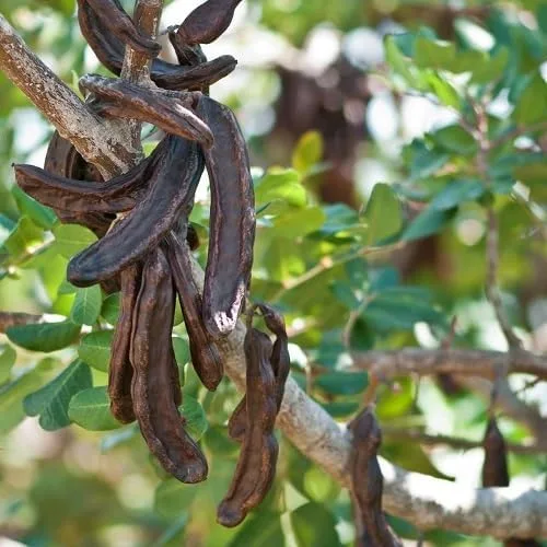 Vista 2 de Nuevas semillas frescas de algarrobo negro de 30 piezas Generic