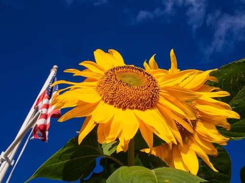 Vista 6 de TKE Farms & Gardens - Semillas de girasol de mamut para plantar, más de 100 semillas de reliquia sin OMG, girasoles altísimos con flores amarillas