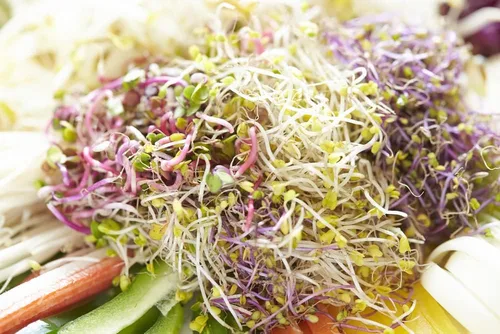 Vista 2 de Semillas de brotes de rábano (250 semillas) Microgreens de fácil y rápido crecimiento, muy saludables