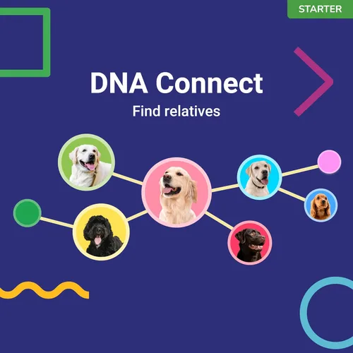 Vista 5 de Koko Genetics - Prueba de ADN para perros Starter - (Informes de razas y rasgos) - Actualizaciones sin costo