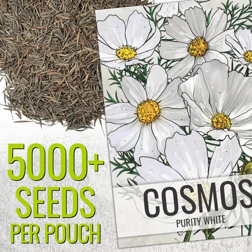 Vista 3 de Seed Needs Cosmos Seeds White Purity 5,000 Semillas Heirloom Paquete a granel