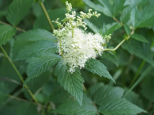 Vista 7 de Meadowsweet 350 Seeds (Filipendula ulmaria) Heirloom - Polinizado abierto