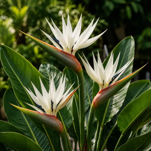 Vista 2 de White Bird of Paradise Strelitzia nicolai Planta de interior tropical viva exótica resistente