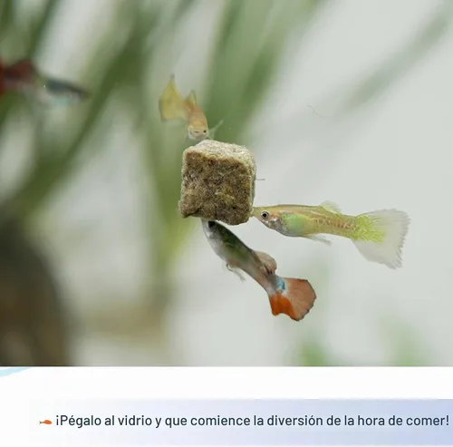 Vista 8 de Aqueon Stick'ems - Golosinas de pescado para mascotas liofilizadas que aumentan el color, 0.42 onzas
