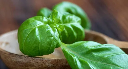 Vista 4 de Semillas de albahaca de hoja grande, más de 700 semillas para plantar sin OMG