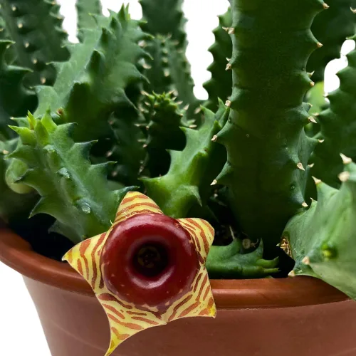 Vista 4 de BubbleBlooms Salvavidas Huernia Zebrina, Starfish Stapelia Cactus, vive en una maceta de 4 pulgadas