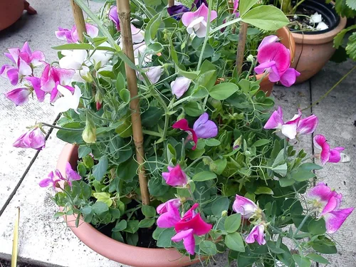 Vista 2 de Semillas Fragantes Sweet Pea Enano Escalada - Flores Anuales para Plantar - Libre de OGM
