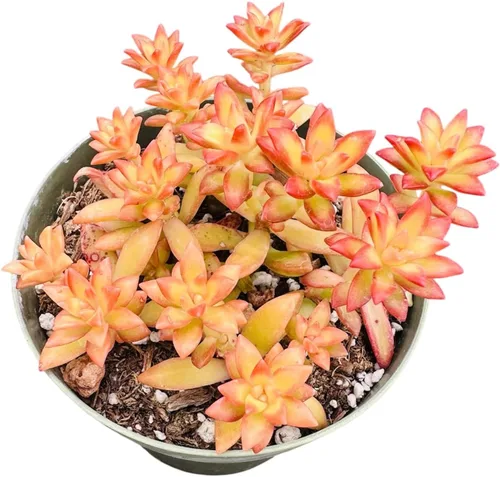 Vista 5 de Plantas suculentas vivas Plantas Sedum (maceta Clavatum de 2")