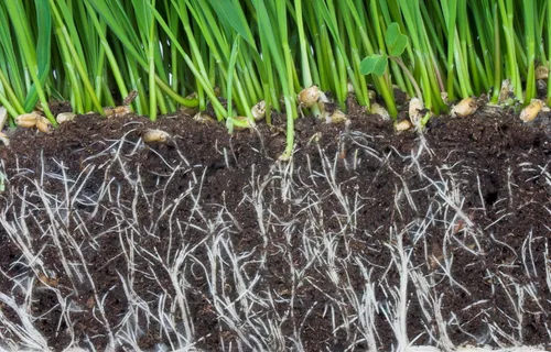 Vista 4 de GS Plant Foods - Estimulador de raíz micorrízica - MYCROBIAL Magic Root Enhancer para plantas Uso: paquete de 16 onzas. 4 especies de micorrizas