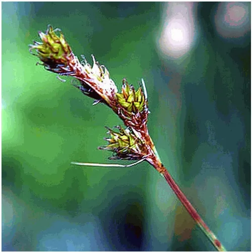 Vista 2 de Everwilde Farms - Semillas de hierba nativa Fox Sedge de 1 onza - Gold Vault