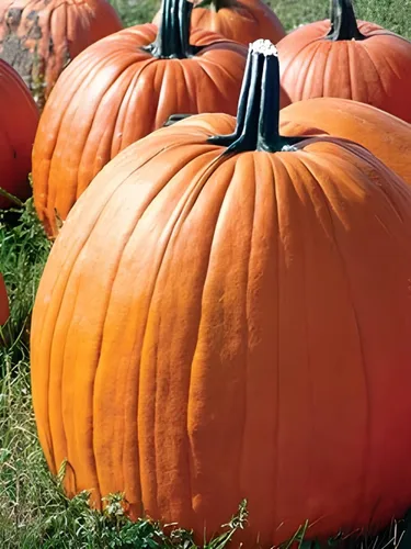 Vista 3 de Big Max - Semillas de calabaza (Cucurbita Maxima) – Calabazas gigantes para decoración de otoño, tallado y horneado Variedad sin OMG, alto