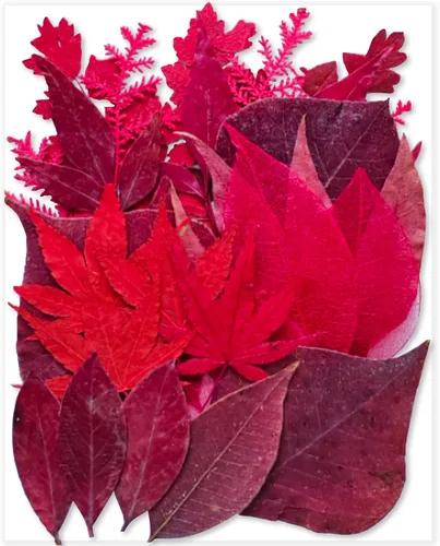 Vista 7 de 14 Tipos 37 piezas Flores Azules Secas Prensadas para Moldes de Resina, YouthBro Flores Secas Naturales Prensadas para Manualidades de Arte DIY