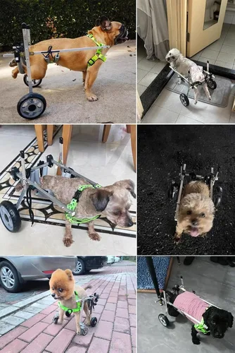 Vista 2 de Silla de ruedas para perros pequeña/mediana, sillas de ruedas para apoyar las piernas traseras, 2 ruedas ajustables para mascotas