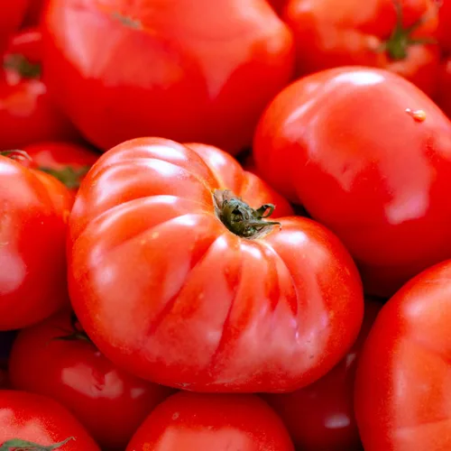 Vista 7 de Seed Needs Semillas de tomate para plantar tomates indeterminados de carne de res verdaderos, reliquia sin OMG y semillas de vegetales sin tratar