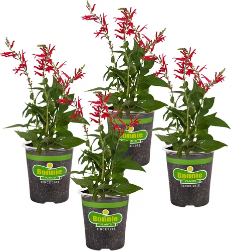 Vista 10 de Bonnie Plants Cebollino - Paquete de 4 plantas vivas, perennes en las zonas 3 - 10, sin OMG, ideal para ensaladas, sopas, papas y más