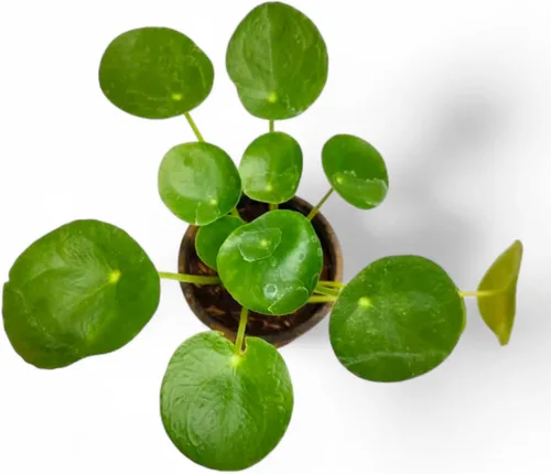 Vista 2 de 2 plantas Pilea Peperomioides, plantas vivas de dinero, plantas iniciadoras de Pilea Peperomioides vivas de 3 a 6 pulgadas de alto, plantas