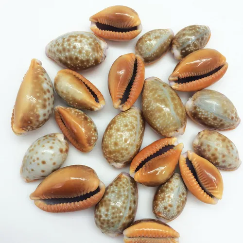 Vista 10 de PEPPERLONELY Purple Ring Cowrie Sea Shells, 8 OZ Aprox. 250+PC Shells, 1/2 pulgada