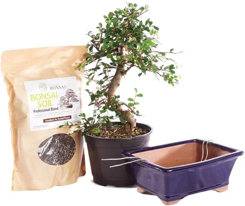 Vista 15 de Brussel's Bonsai Árbol bonsái de olmo chino vivo, al aire libre, paquete de 2 – pequeño, 5 años de edad, 6 a 8 pulgadas de alto – incluye macetas