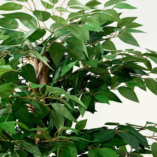 Vista 2 de [Usado] VECELO Árbol de ficus artificial con maceta resistente, planta de seda sintética de 5 pies para decoración de interiores y exteriores Ficus