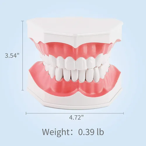 Vista 2 de Annhua Modelo de dientes dentales grandes con cepillo de dientes dental, 2 veces cepillado de dientes, herramientas de enseñanza con dientes