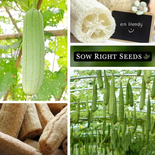Vista 4 de Sow Right Seeds - Semilla de calabaza Luffa para plantar - Paquete de reliquia sin OMG con instrucciones para plantar un huerto casero - Cultiva tu