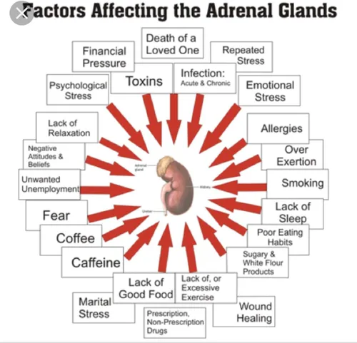 Vista 6 de Miracle Adrenal Essence Doctor's Choice - Suplemento adratogénico de hierbas y vitaminas