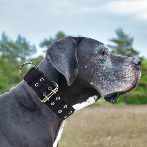 Vista 5 de Collar de perro ajustable militar de 1.5 pulgadas de ancho, anillo en D de metal y hebilla de 2 filas, collar táctico grande mediano de nailon negro