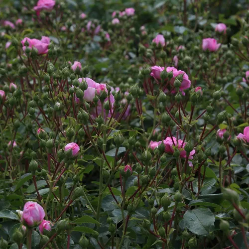 Vista 2 de Heirloom Roses Rose Bush - Planta rosa viva de Inglaterra rural para plantar al aire libre