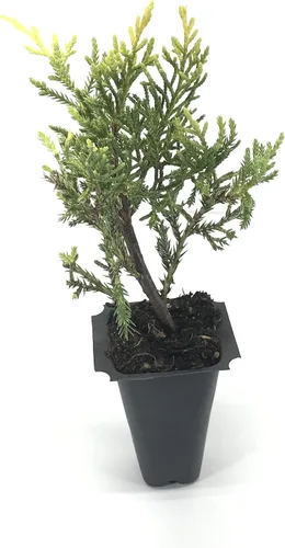 Vista 2 de Saybrook Gold Juniper - 3 plantas vivas - Juniperus Chinensis - Cubierta de suelo resistente de hoja perenne