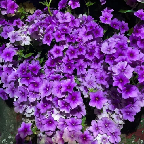 Vista 2 de Paquete de 1000 semillas de Phlox para plantar colores mixtos, cubierta de suelo rastrero Popstars Phlox - Semilla anual de flores para el hogar
