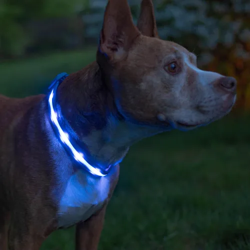 Vista 17 de Blazin - Collares luminosos para perros, collar led original para perros con 1,000 pies de visibilidad, recargable mediante USB e impermeable