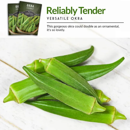 Vista 4 de Survival Garden Seeds - Semilla de okra esmeralda para plantar - Paquete con instrucciones para plantar y cultivar Okra tierna y grande en tu huerto