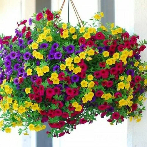 Vista 2 de Más de 200 semillas de flores de petunia para plantar, colores mixtos, sin OMG, semillas raras para plantar jardín en casa, semillas, elección