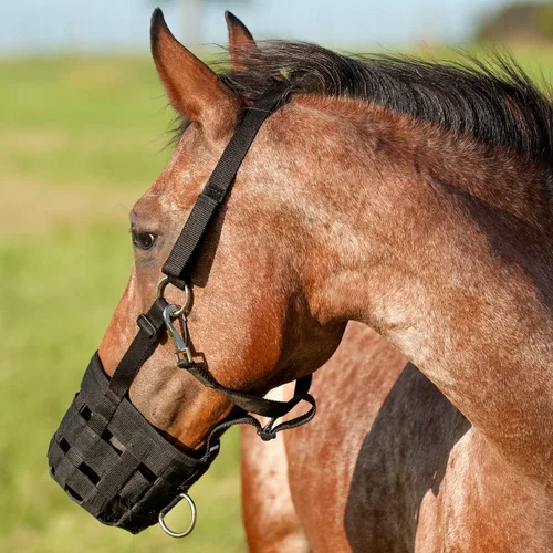 Vista 2 de Cashel Bozal de pastoreo Halter, Negro, Caballo
