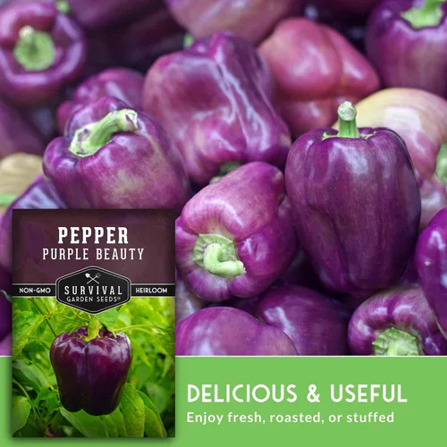 Vista 5 de Purple Beauty - Semillas de pimiento morrón para plantar Pimientos morados dulces tradicionales para jardines domésticos – Polinizado abierto sin