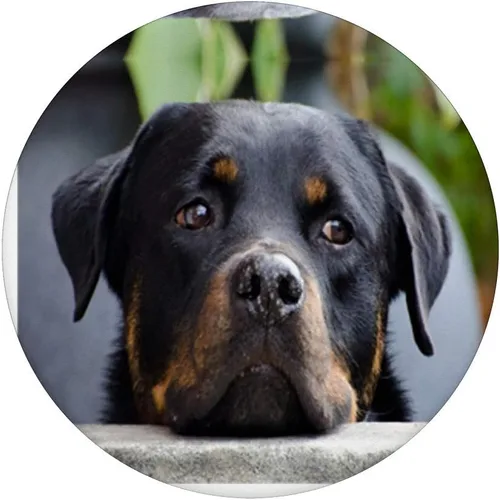 Vista 3 de Sweet Rottweiler - Agarre y soporte para teléfonos y tabletas