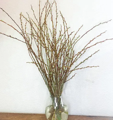 Vista 2 de Decoración de jarrón vivo, ramas de sauce vivas y en crecimiento, no incluye jarrón, crecen en agua durante semanas, decoración de mesa, decoración