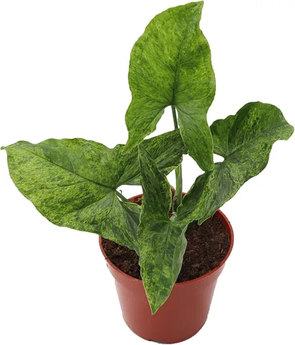 Vista 12 de Fresa Syngonium - 4'' de California Tropicals