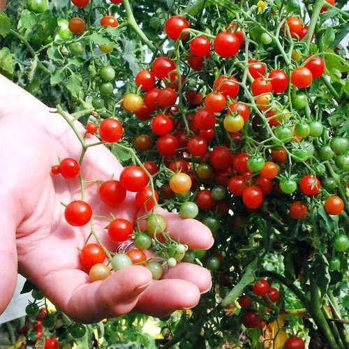 Vista 8 de Más de 30 semillas de tomate de grosella y guisantes dulces, sin OMG, extra dulce y de gran rendimiento, bajo en ácido, indeterminado, polinizado